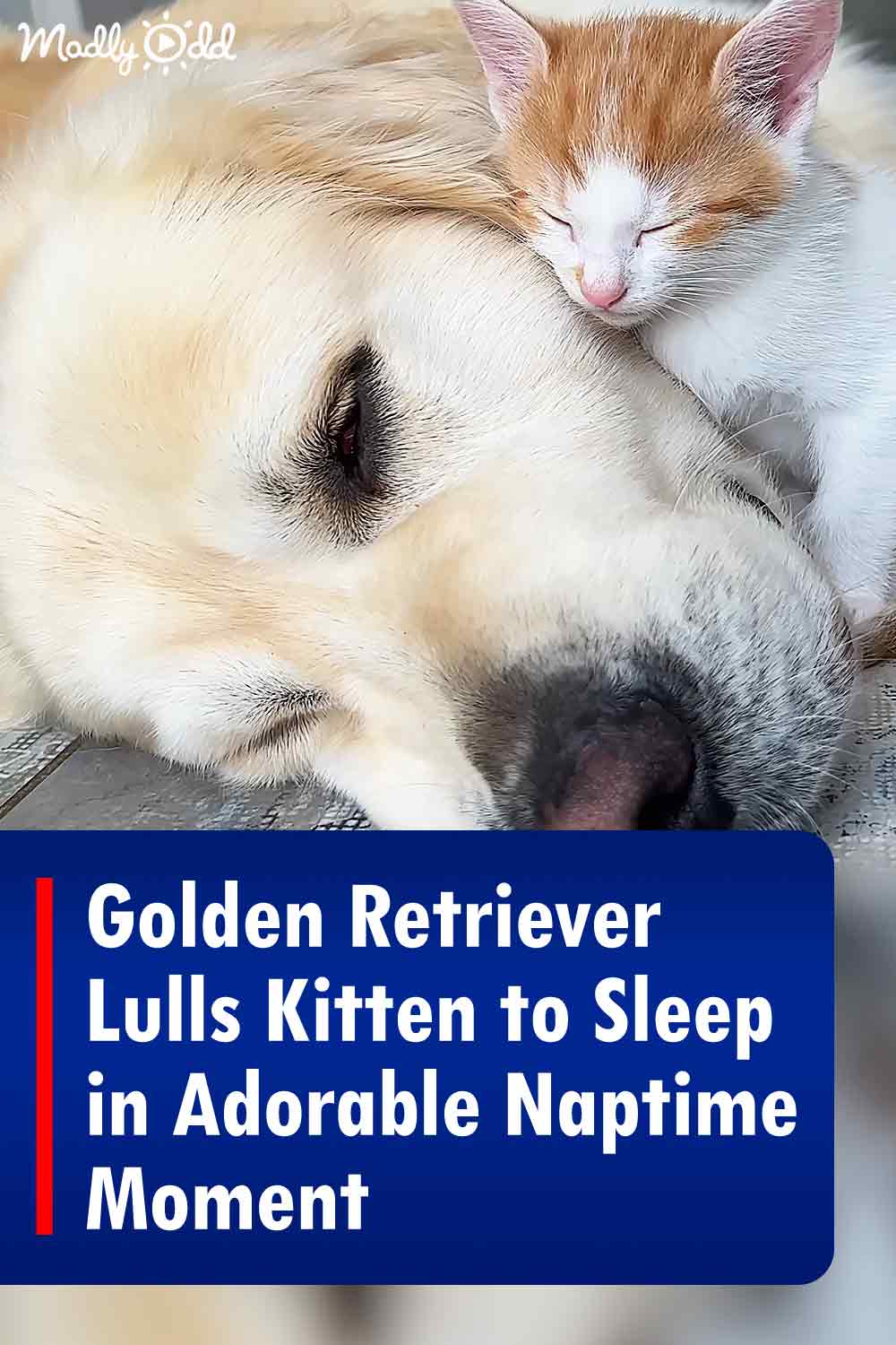 Golden Retriever Lulls Kitten to Sleep in Adorable Naptime Moment
