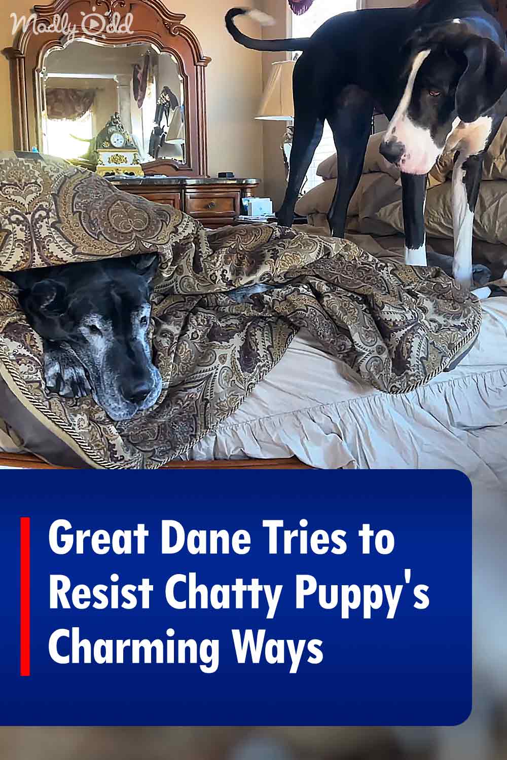 Great Dane Tries to Resist Chatty Puppy\'s Charming Ways