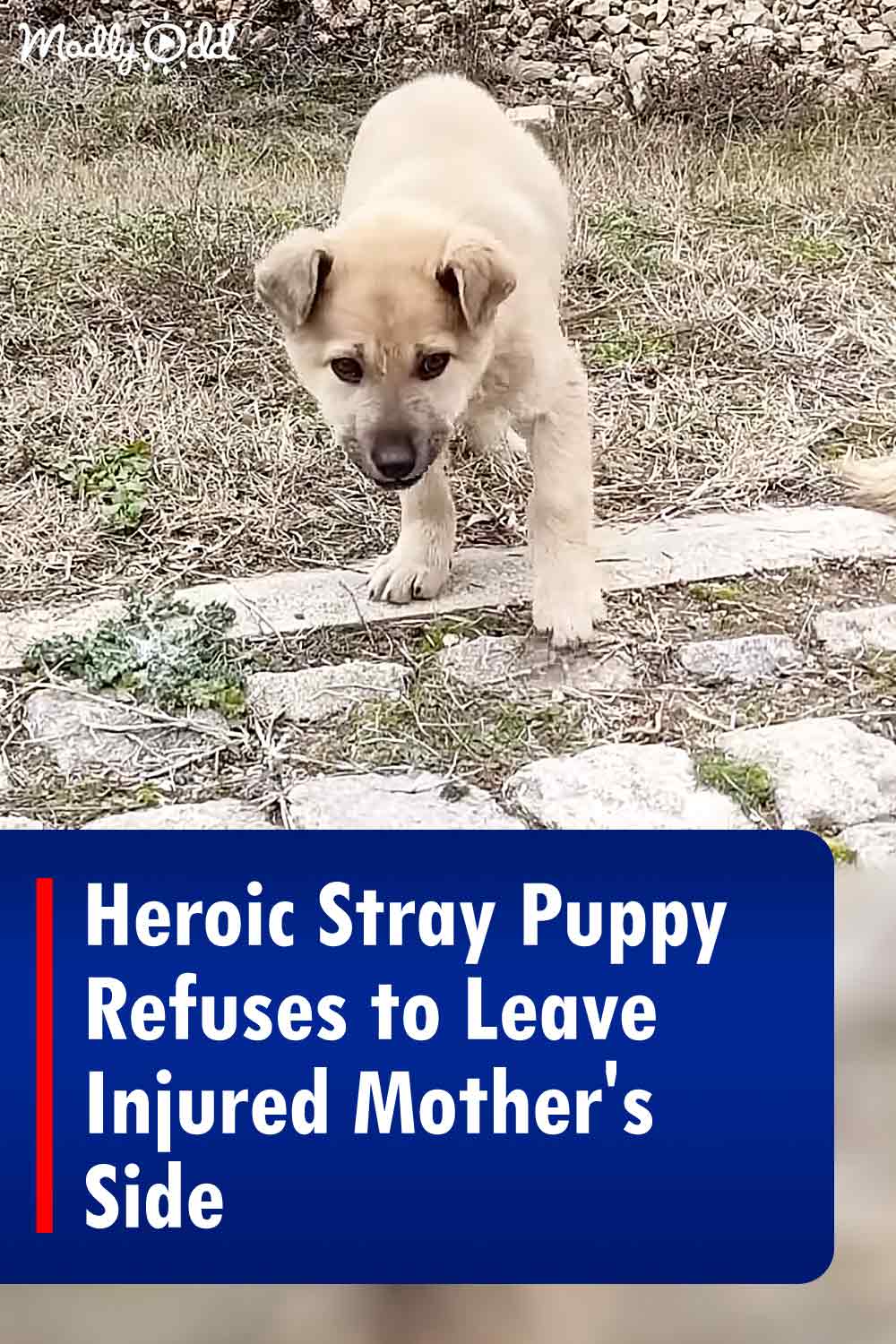 Heroic Stray Puppy Refuses to Leave Injured Mother\'s Side