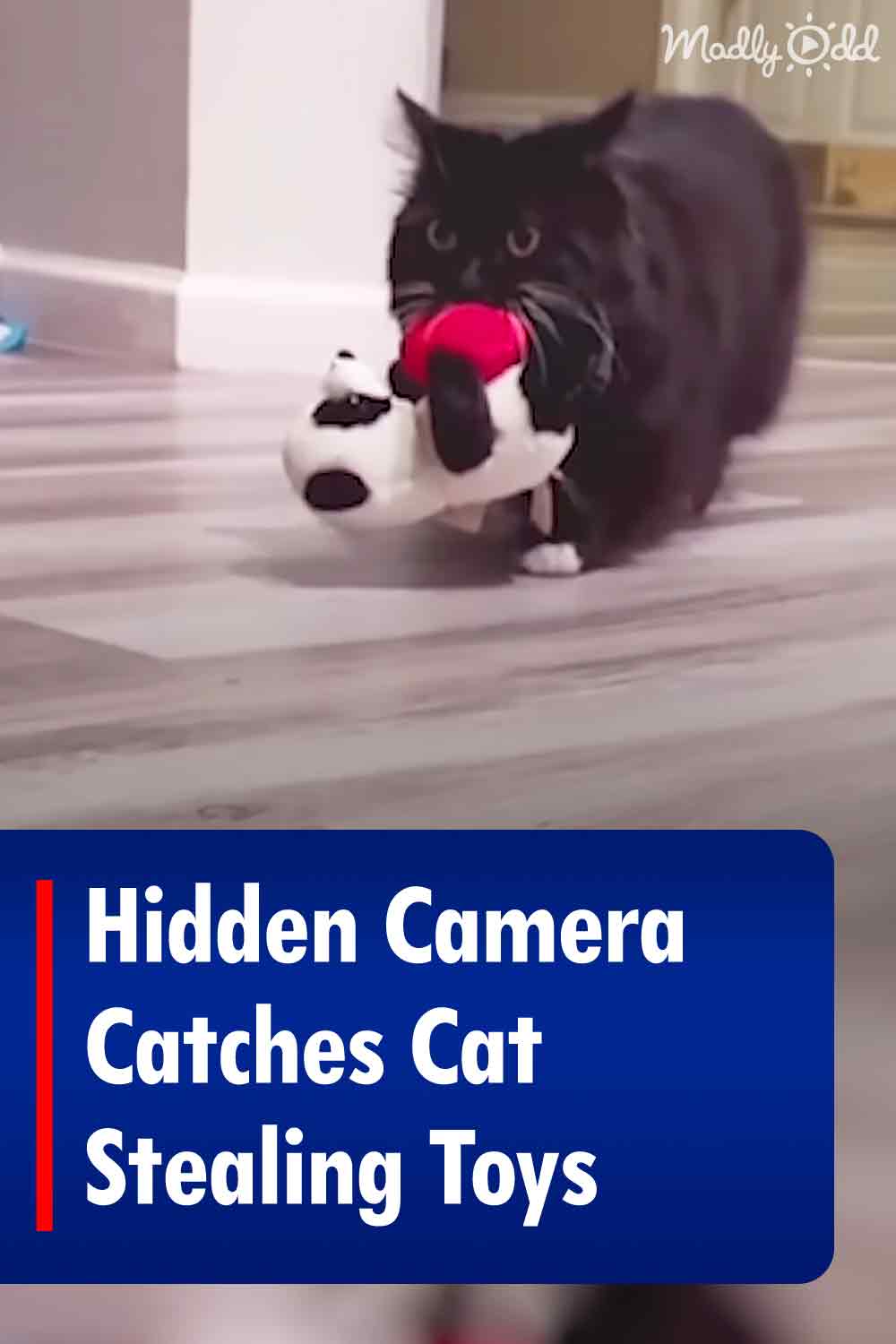 Hidden Camera Catches Cat Stealing Toys