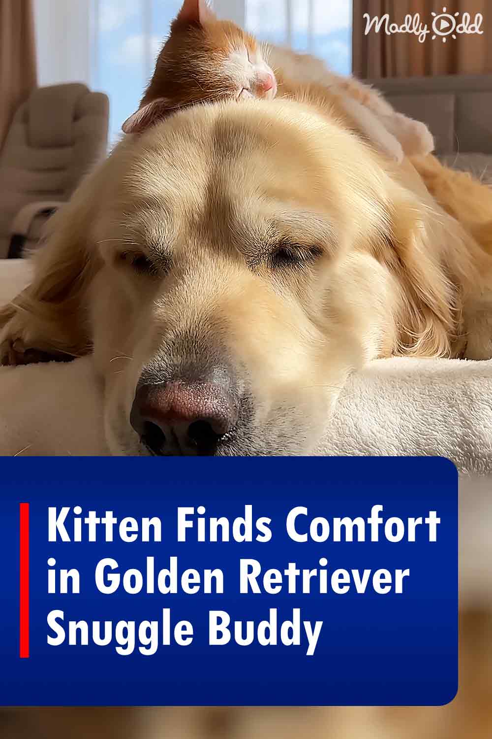 Kitten Finds Comfort in Golden Retriever Snuggle Buddy