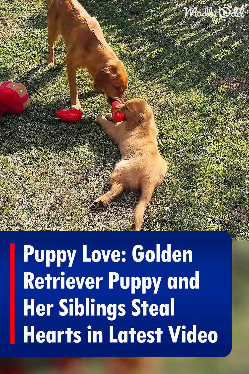 Puppy Love: Golden Retriever Puppy and Her Siblings Steal Hearts in Latest Video