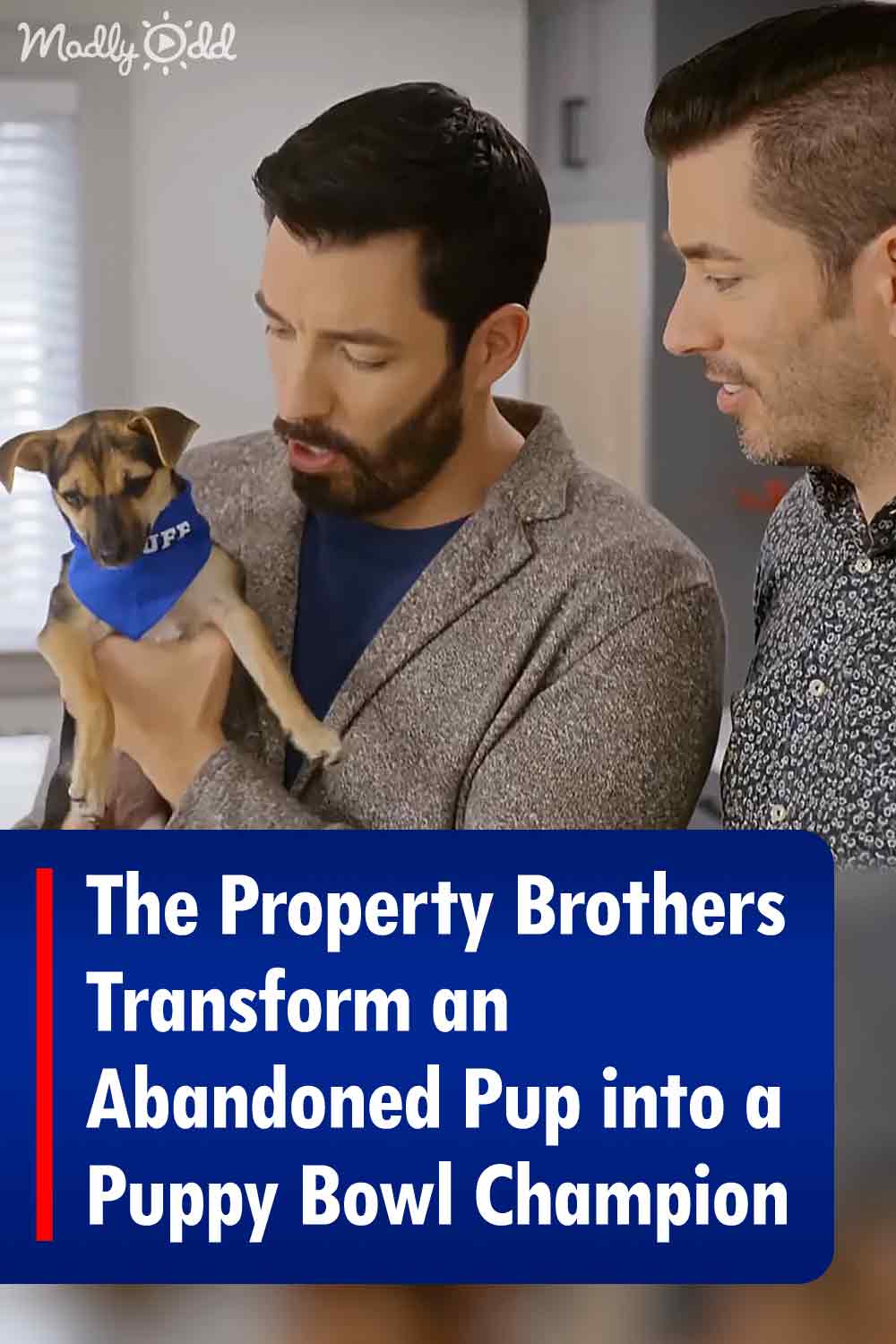 The Property Brothers Transform an Abandoned Pup into a Puppy Bowl Champion