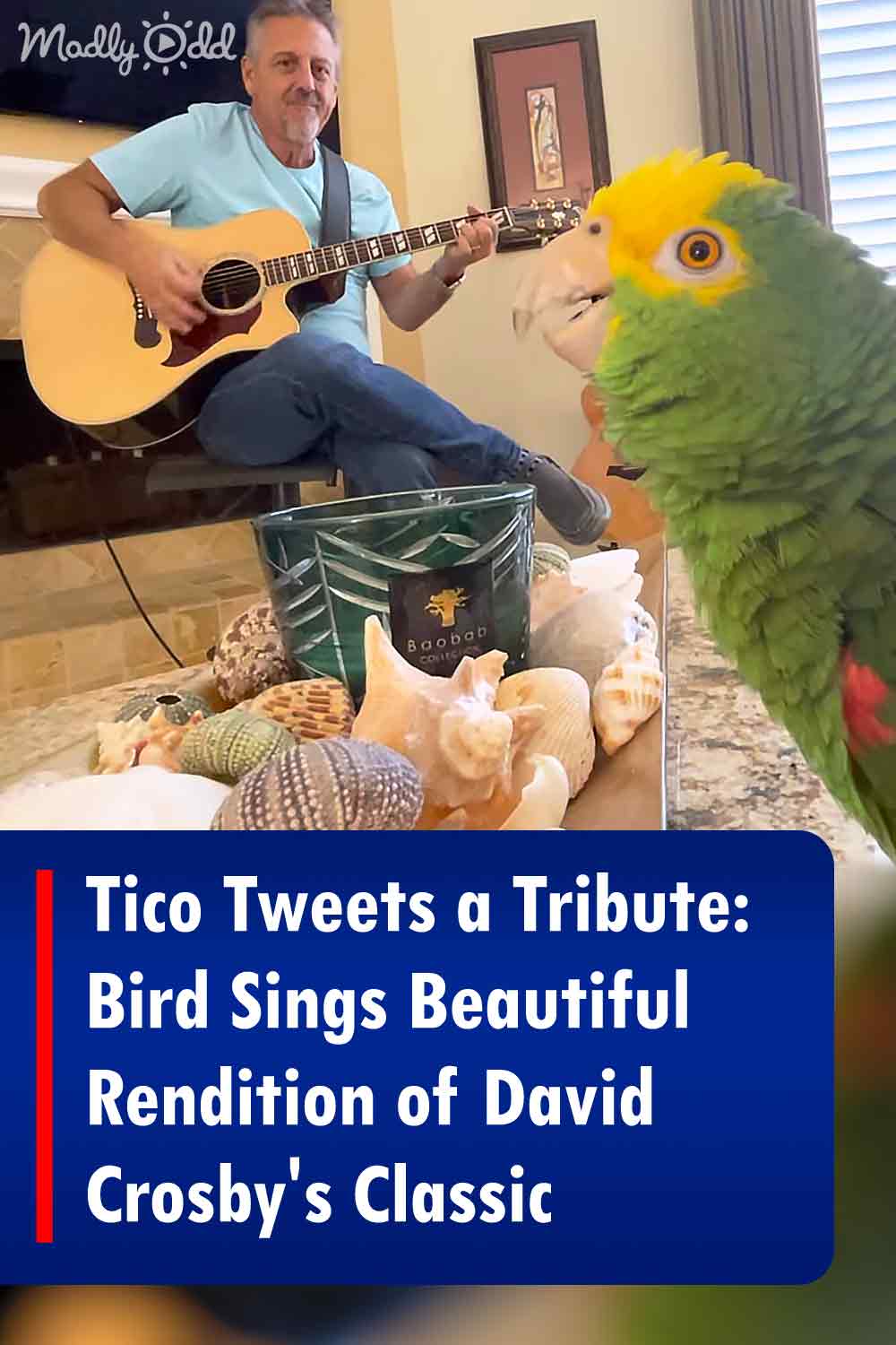 Tico Tweets a Tribute: Bird Sings Beautiful Rendition of David Crosby\'s Classic