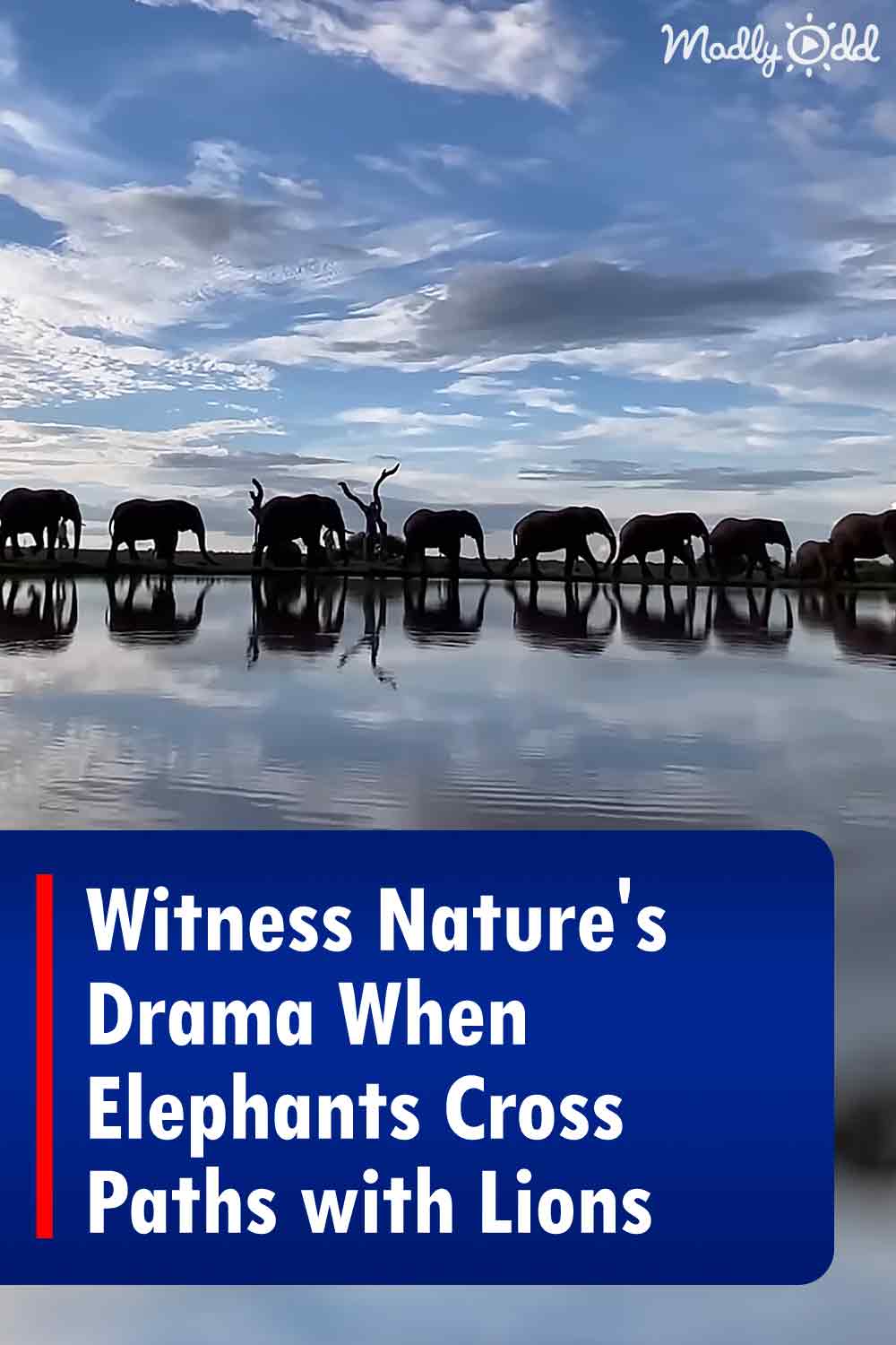 Witness Nature\'s Drama When Elephants Cross Paths with Lions