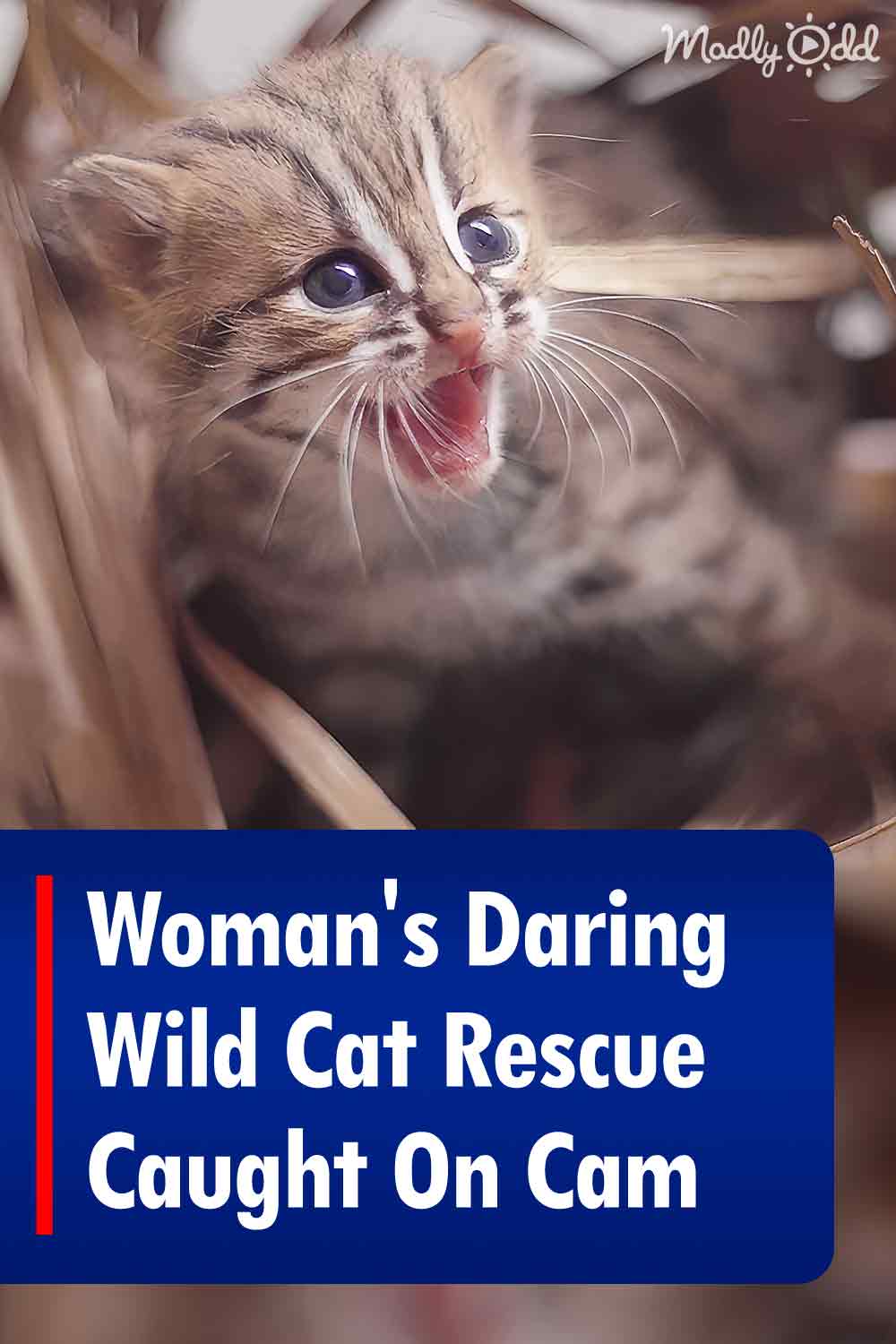 Woman\'s Daring Wild Cat Rescue Caught On Cam