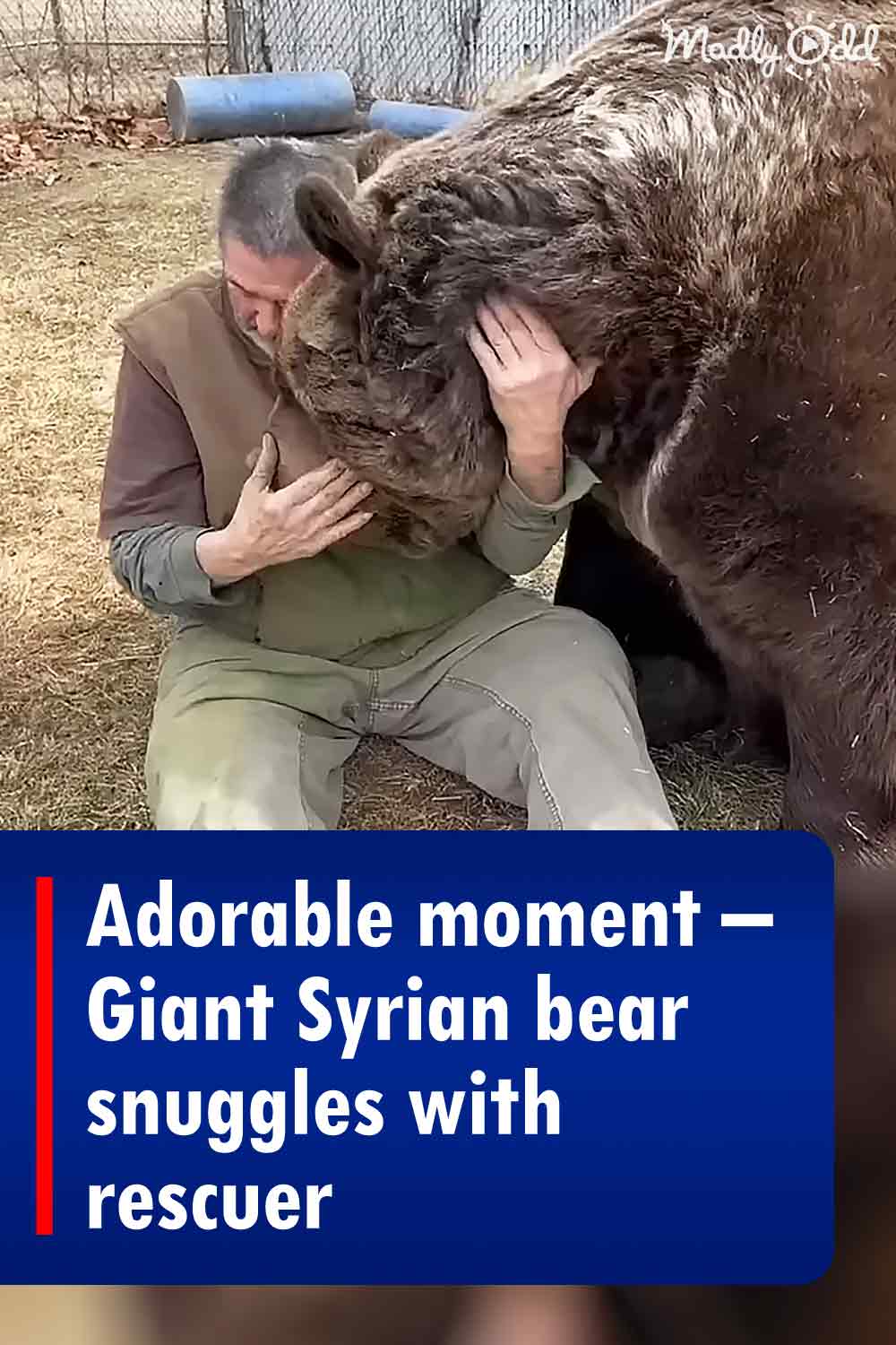 Adorable moment - Giant Syrian bear snuggles with rescuer