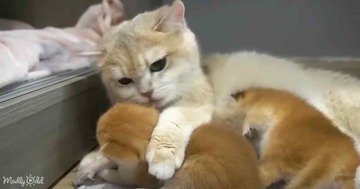 Mama cat and kittens