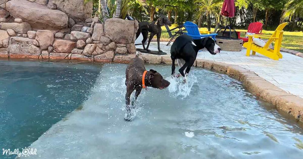 Great Dane and Pointer dog pal share their love for zoomies and