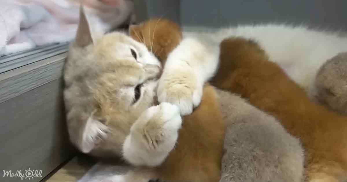 Mama cat and kittens