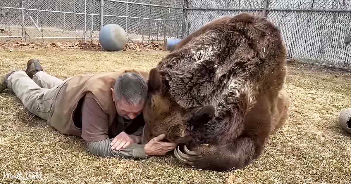 Man and big brown bear