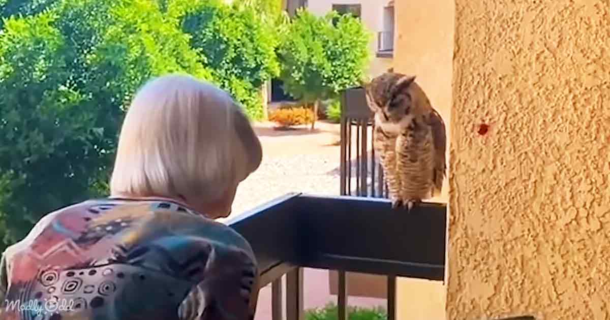 Owl