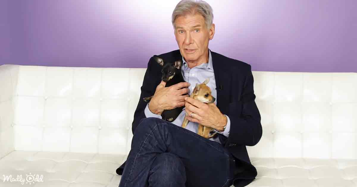 Harrison Ford and Puppies