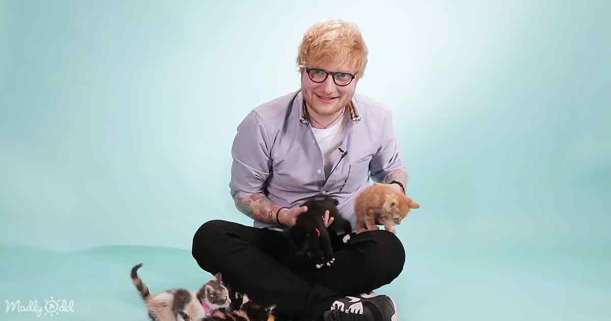 Ed Sheeran and kittens
