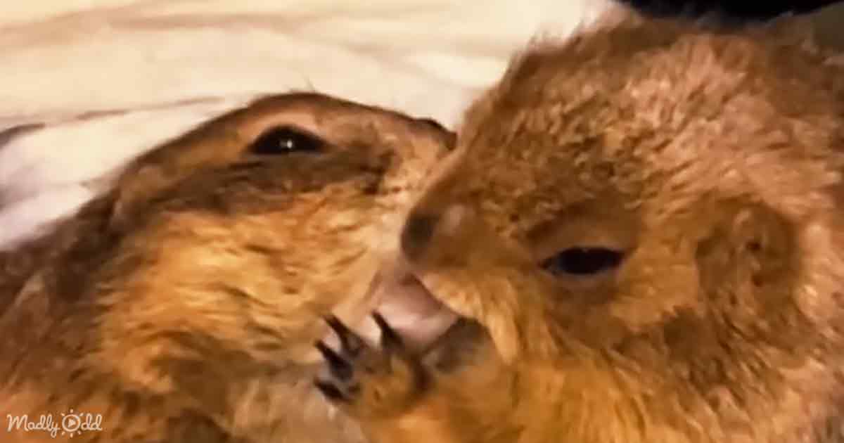 Prairie dogs