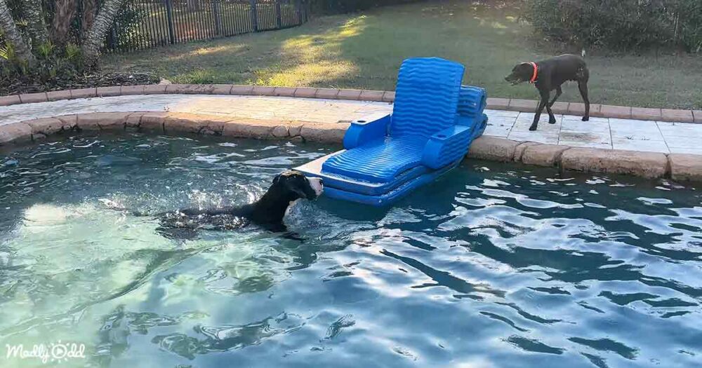 Great Dane and Pointer dog pal share their love for zoomies and