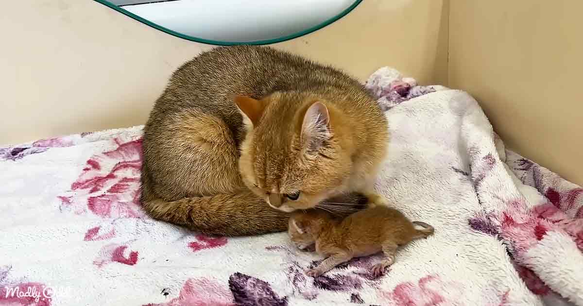Momma Cat and kitten