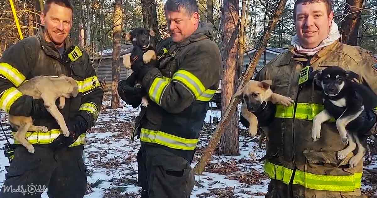 Brave firefighters overcome all odds to save little puppies from raging ...