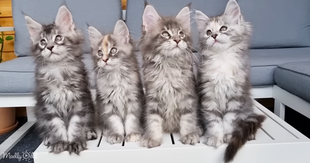 Kittens