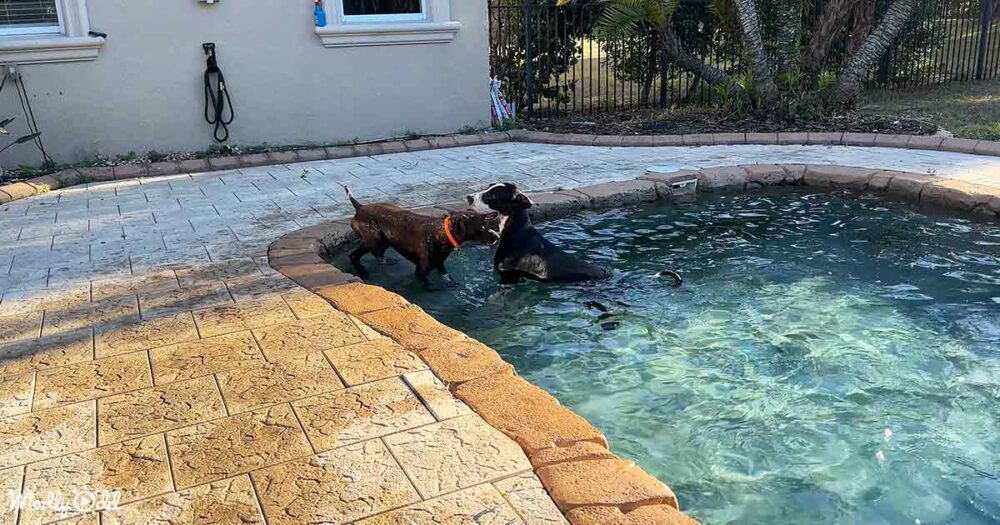 Great Dane and Pointer dog pal