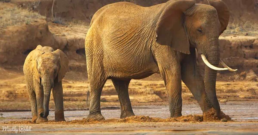Elephants