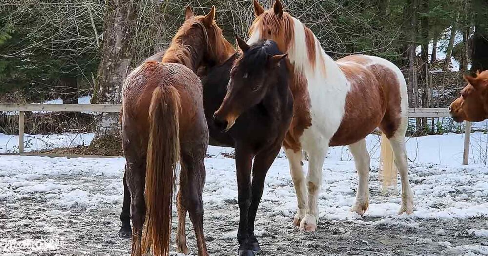 Adoorable Horses