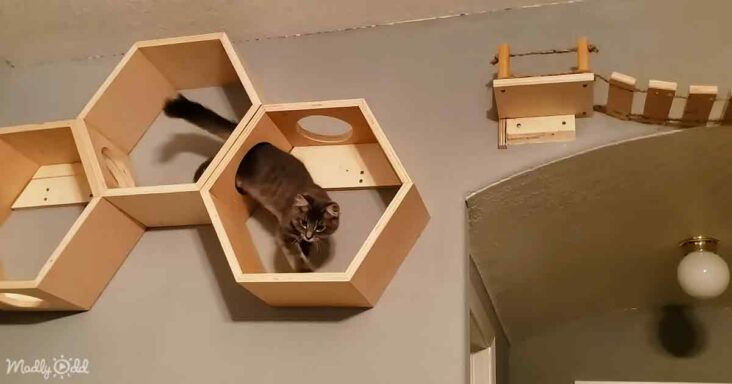 DIY Cat Playground