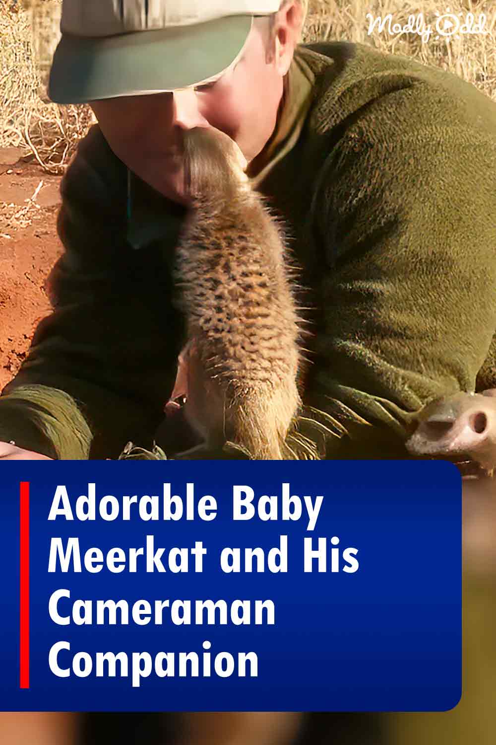 Adorable Baby Meerkat and His Cameraman Companion