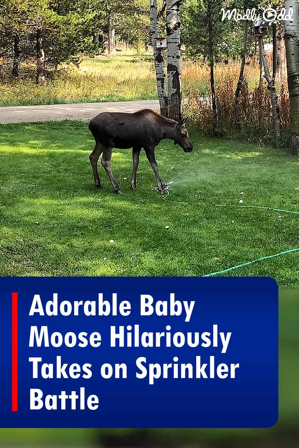 Adorable Baby Moose Hilariously Takes on Sprinkler Battle