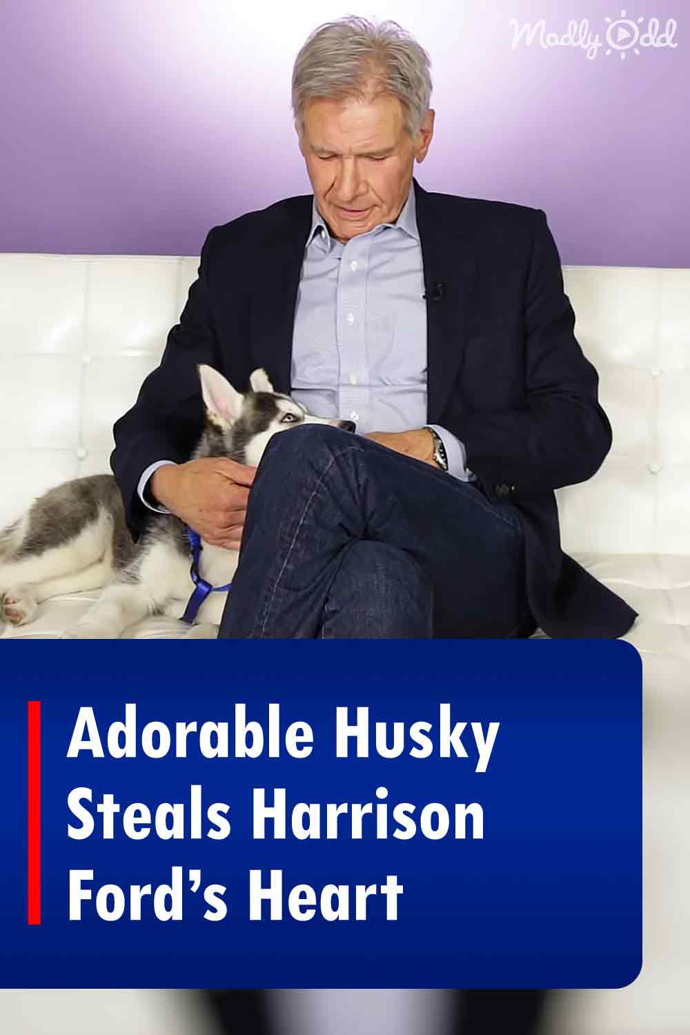 Adorable Husky Steals Harrison Ford’s Heart