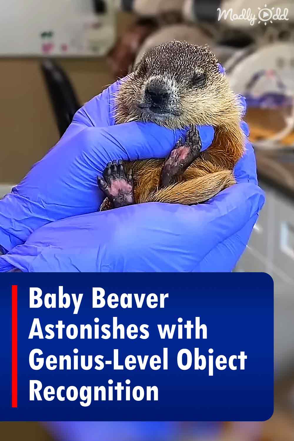 Baby Beaver Astonishes with Genius-Level Object Recognition