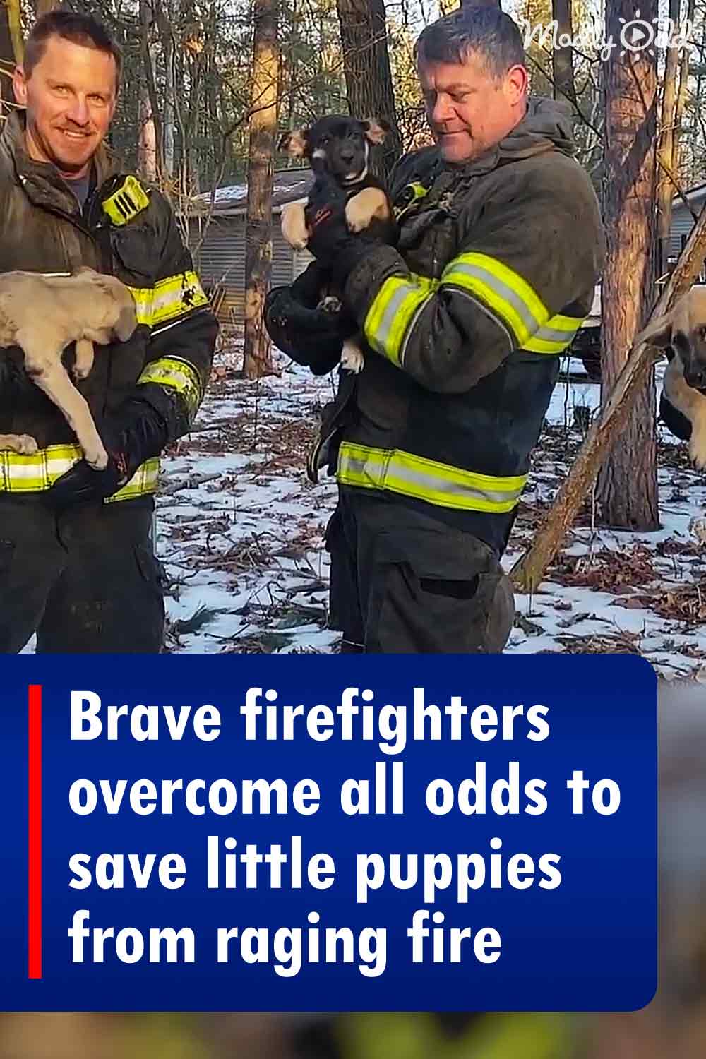 Brave firefighters overcome all odds to save little puppies from raging fire