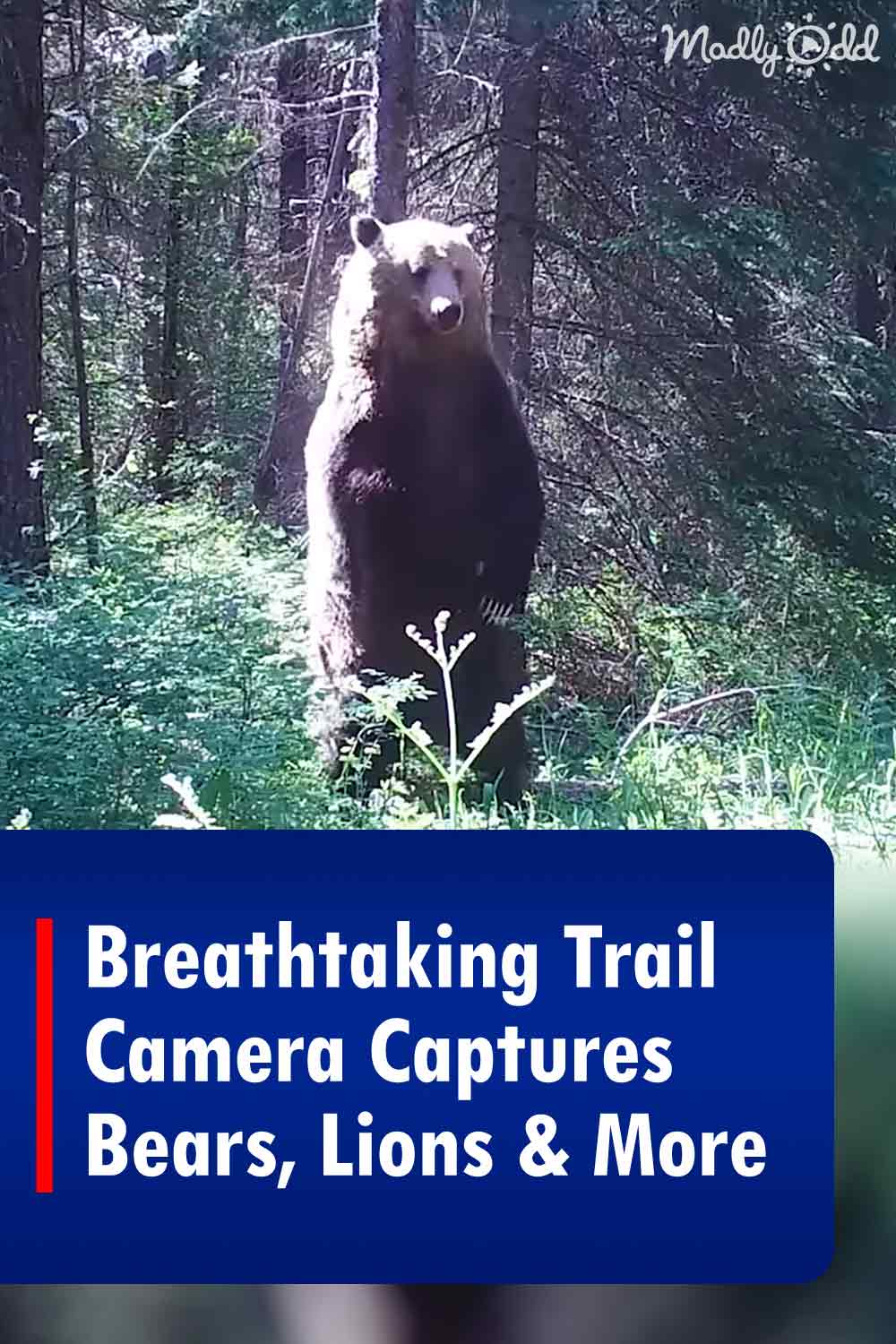 Breathtaking Trail Camera Captures Bears, Lions & More