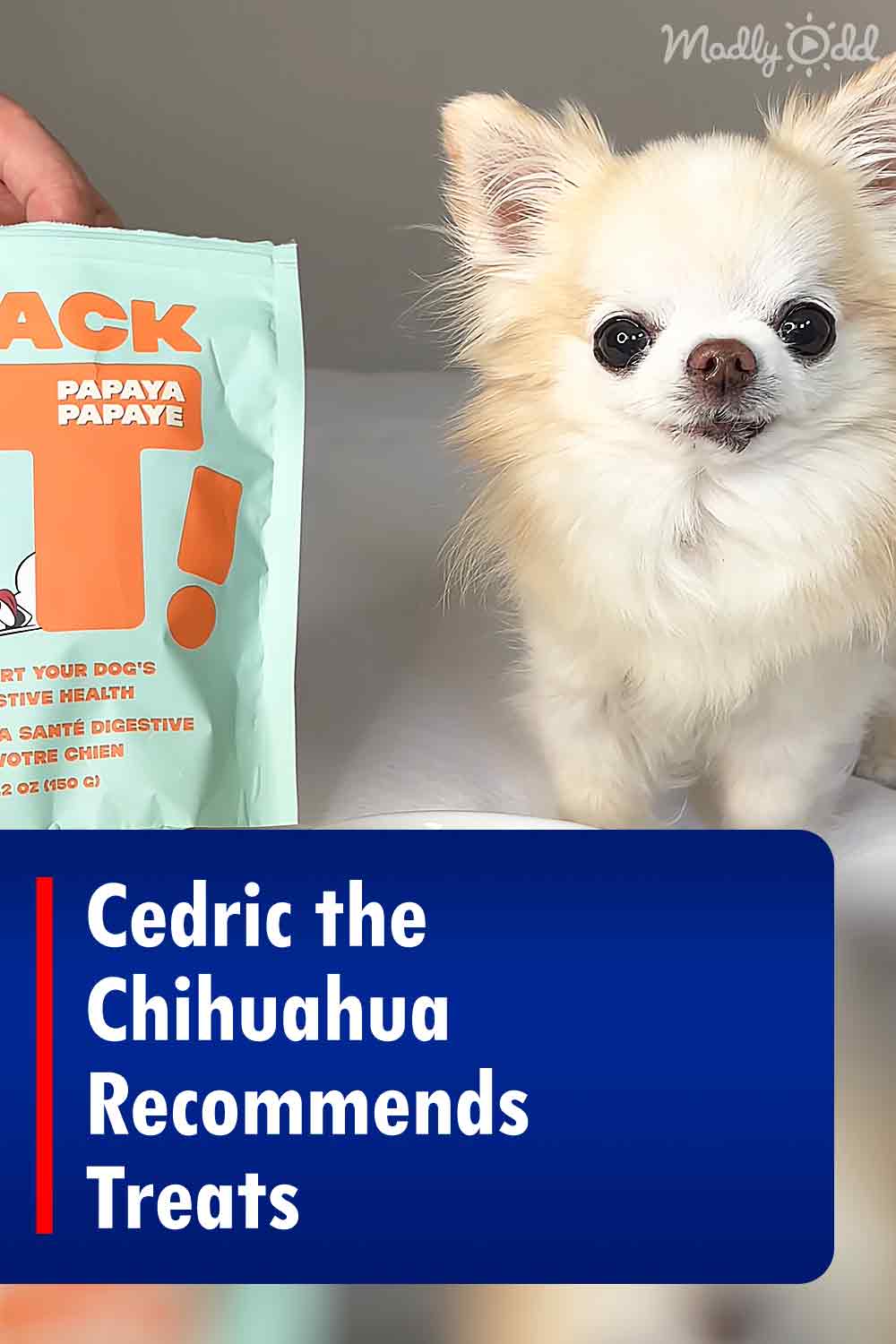 Cedric the Chihuahua Recommends Treats
