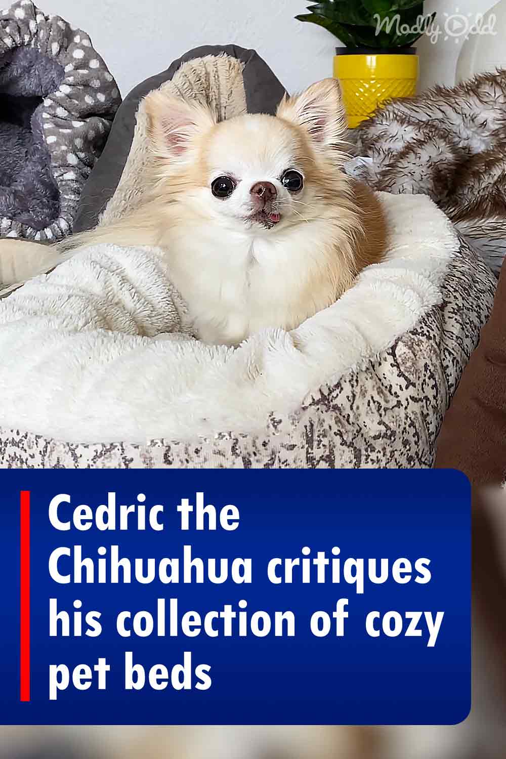 Cedric the Chihuahua critiques his collection of cozy pet beds