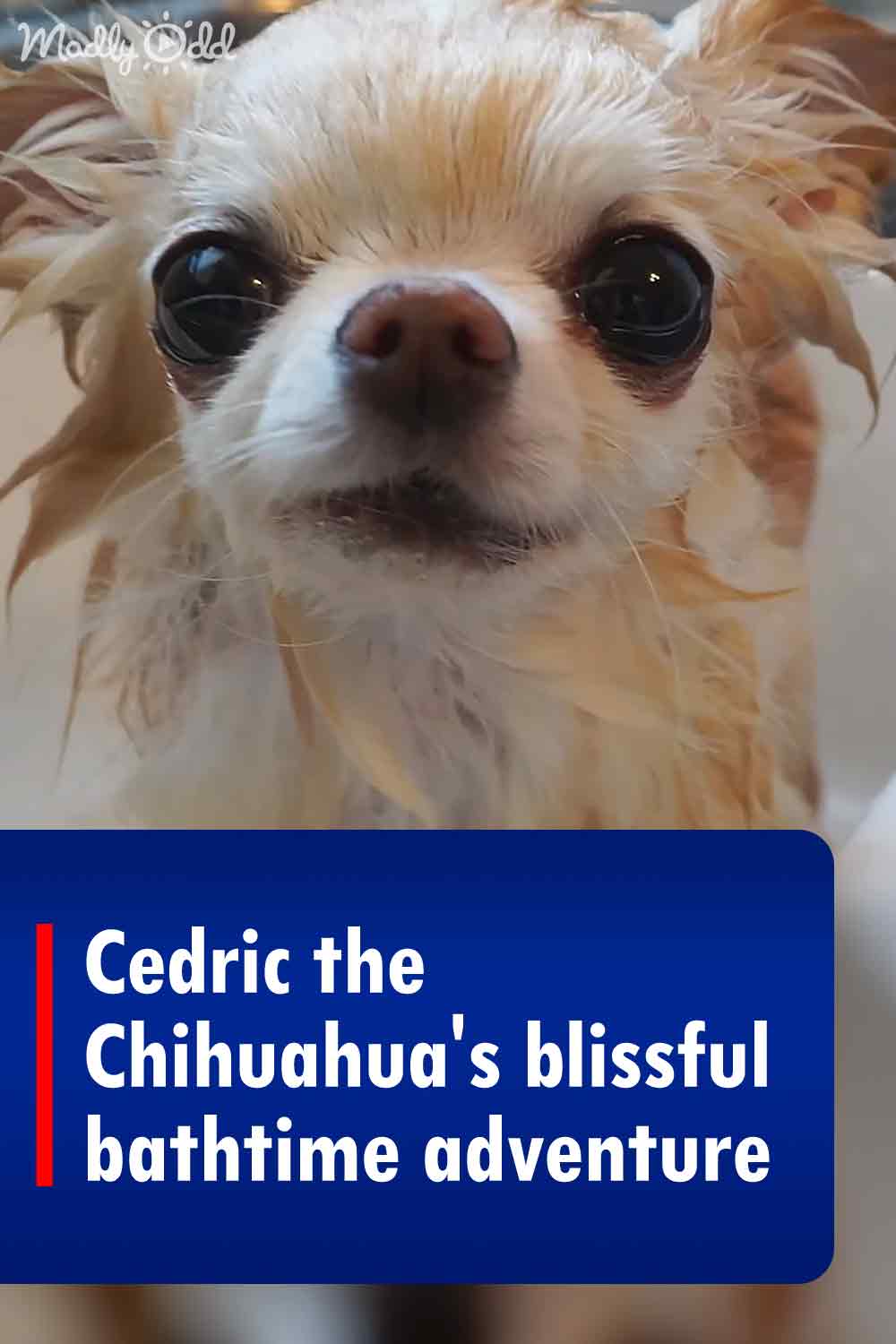 Cedric the Chihuahua\'s blissful bathtime adventure