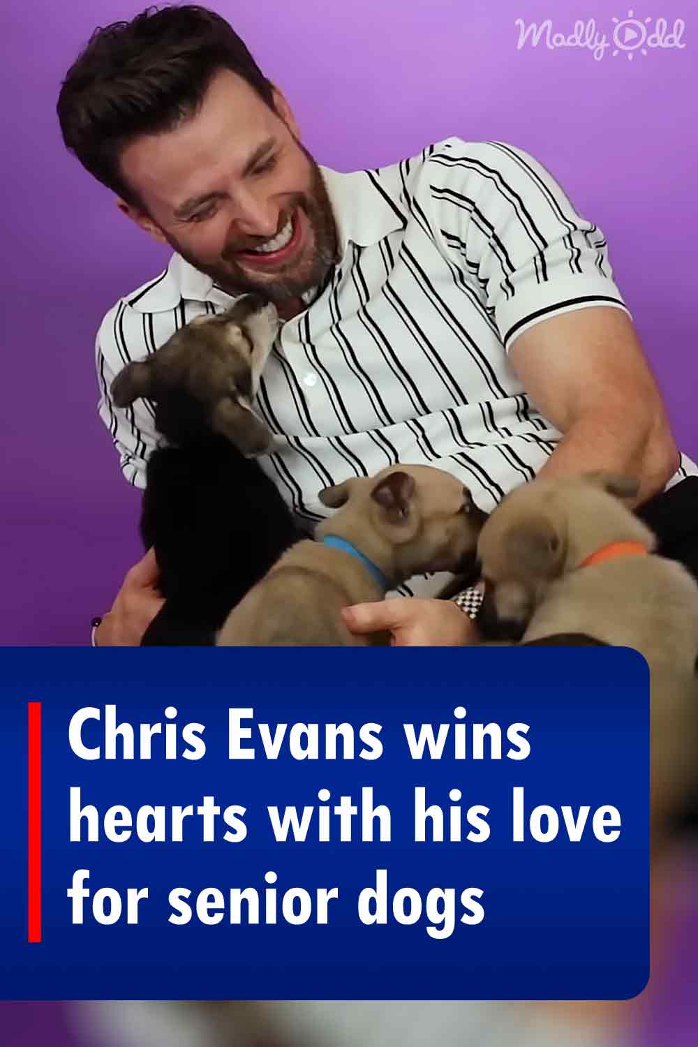Chris Evans wins hearts with his love for senior dogs