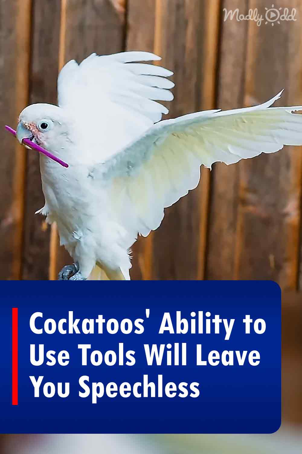 Cockatoos\' Ability to Use Tools Will Leave You Speechless
