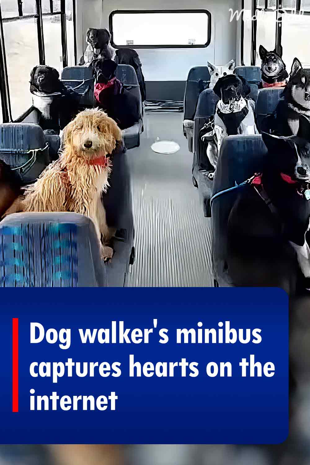 Dog walker\'s minibus captures hearts on the internet