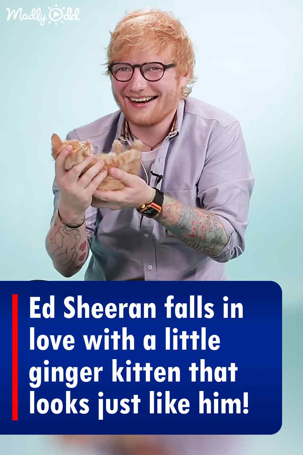 Ed Sheeran falls in love with a little ginger kitten that looks just like him!