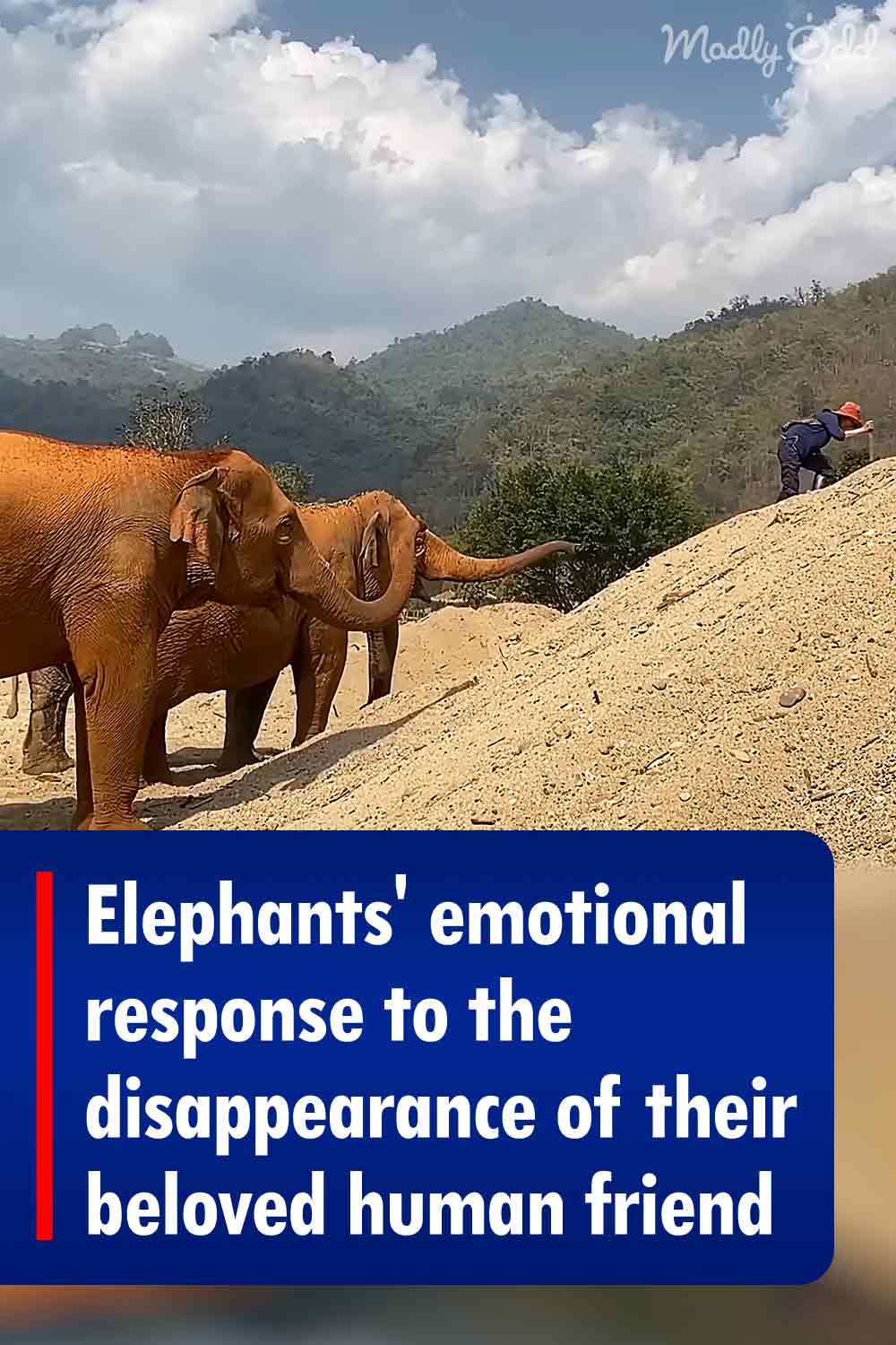 Elephants\' emotional response to the disappearance of their beloved human friend