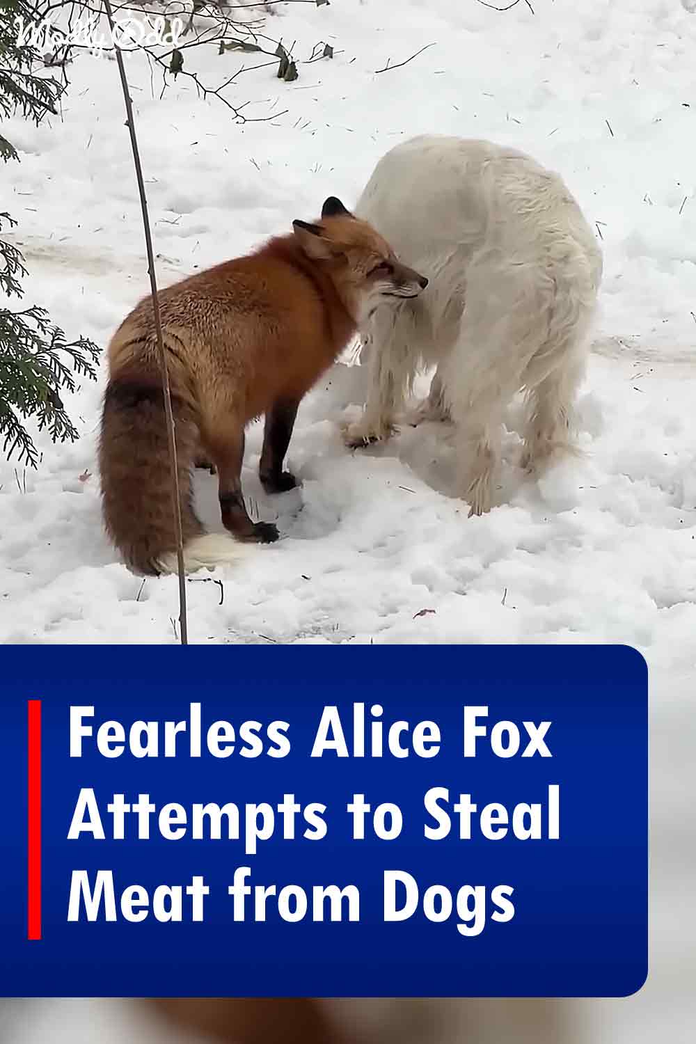 Fearless Alice Fox Attempts to Steal Meat from Dogs