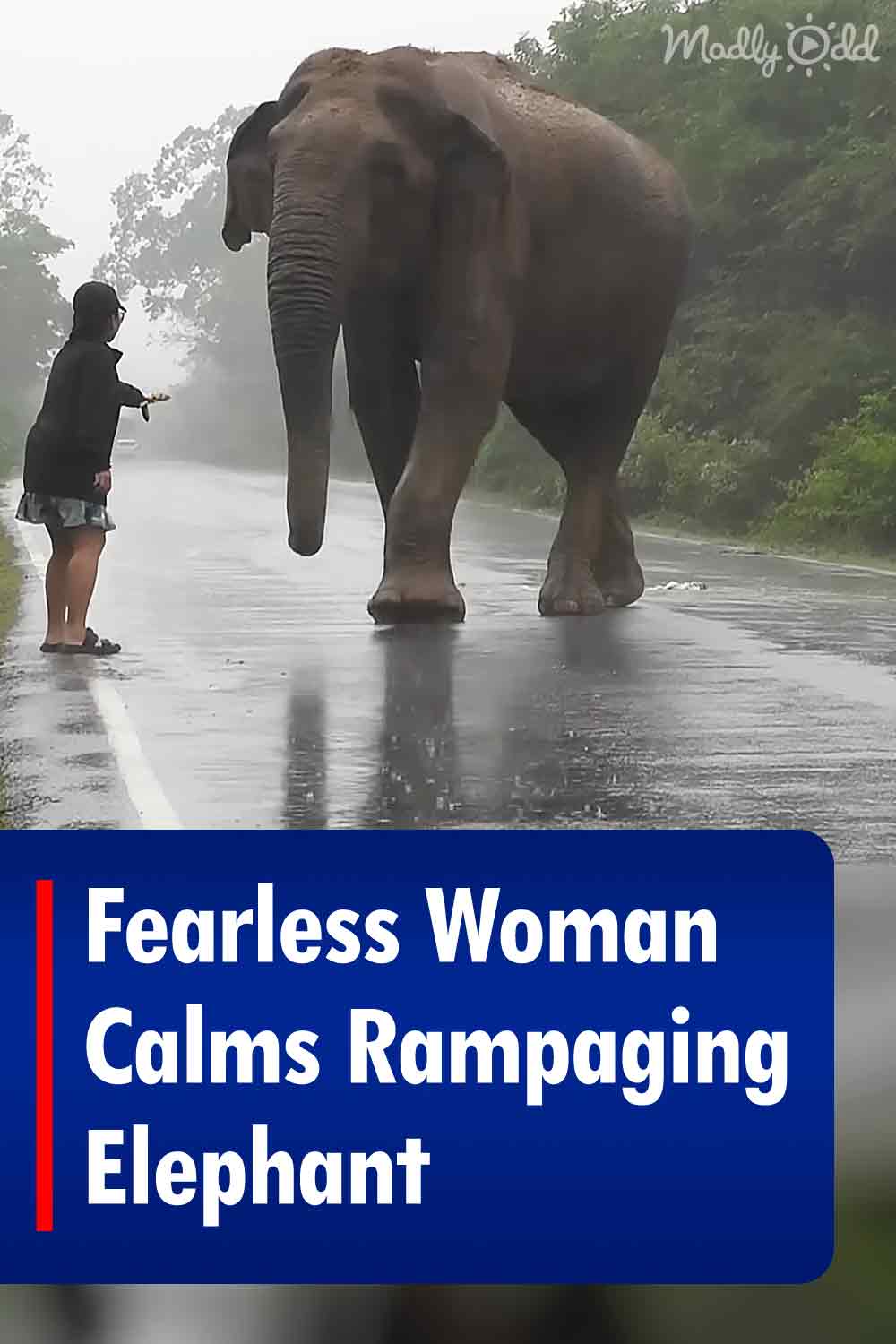 Fearless Woman Calms Rampaging Elephant