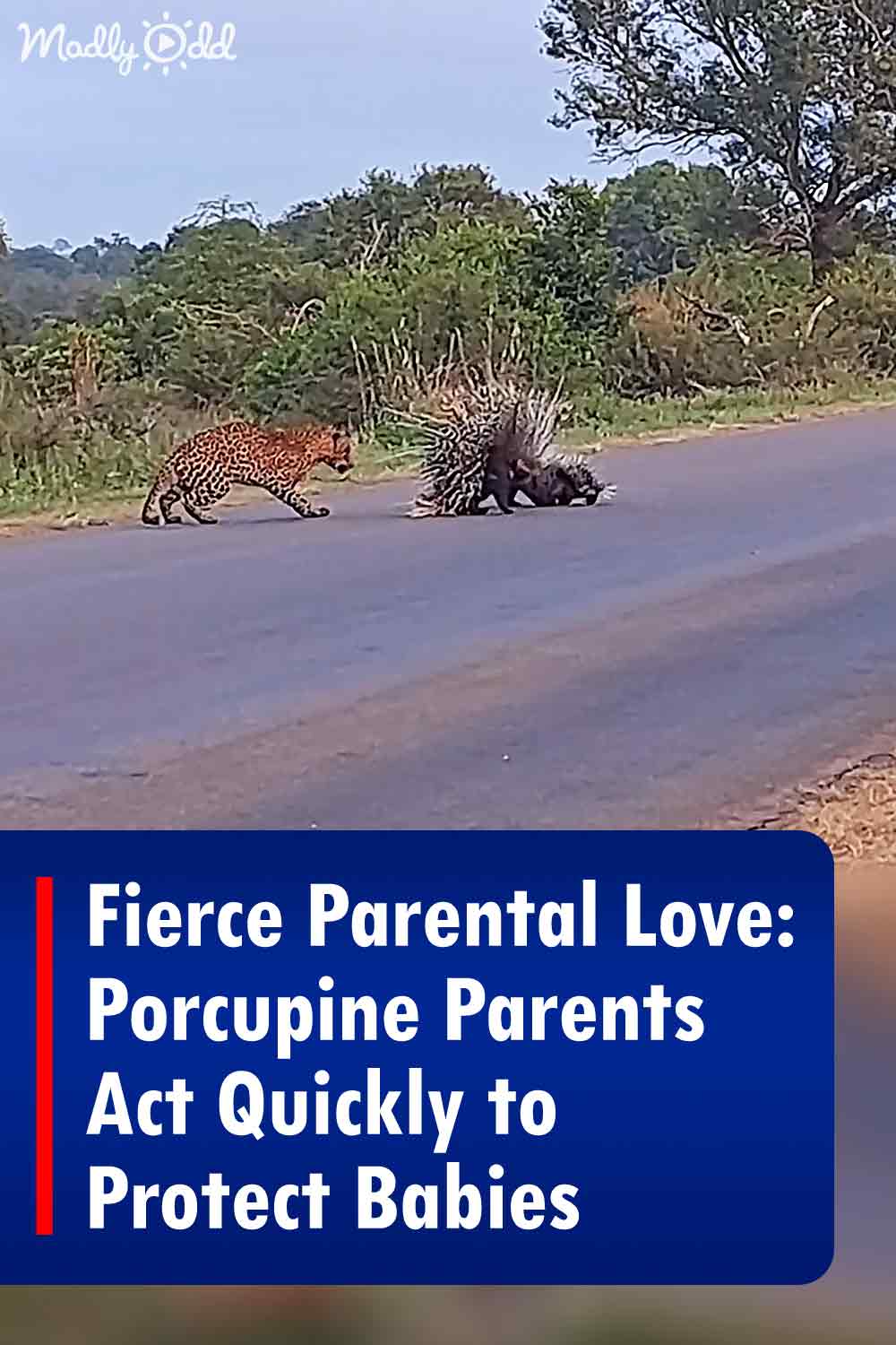 Fierce Parental Love: Porcupine Parents Act Quickly to Protect Babies