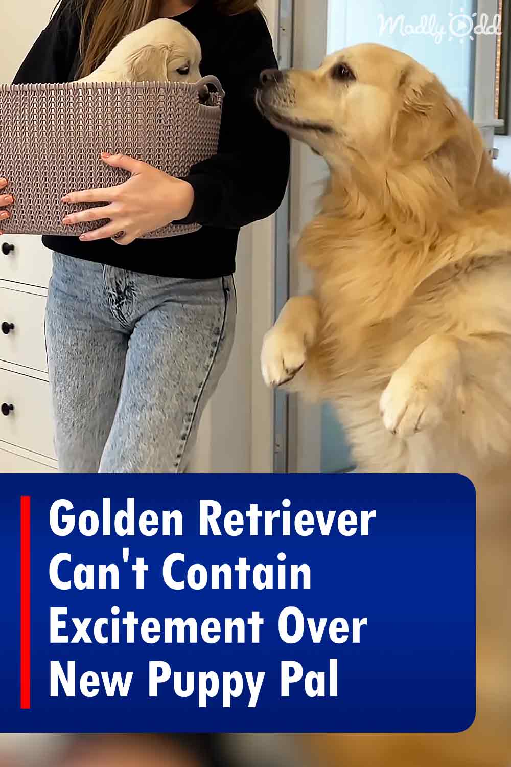 Golden Retriever Can\'t Contain Excitement Over New Puppy Pal