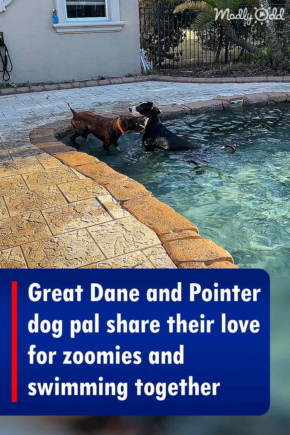 Great Dane and Pointer dog pal share their love for zoomies and swimming together