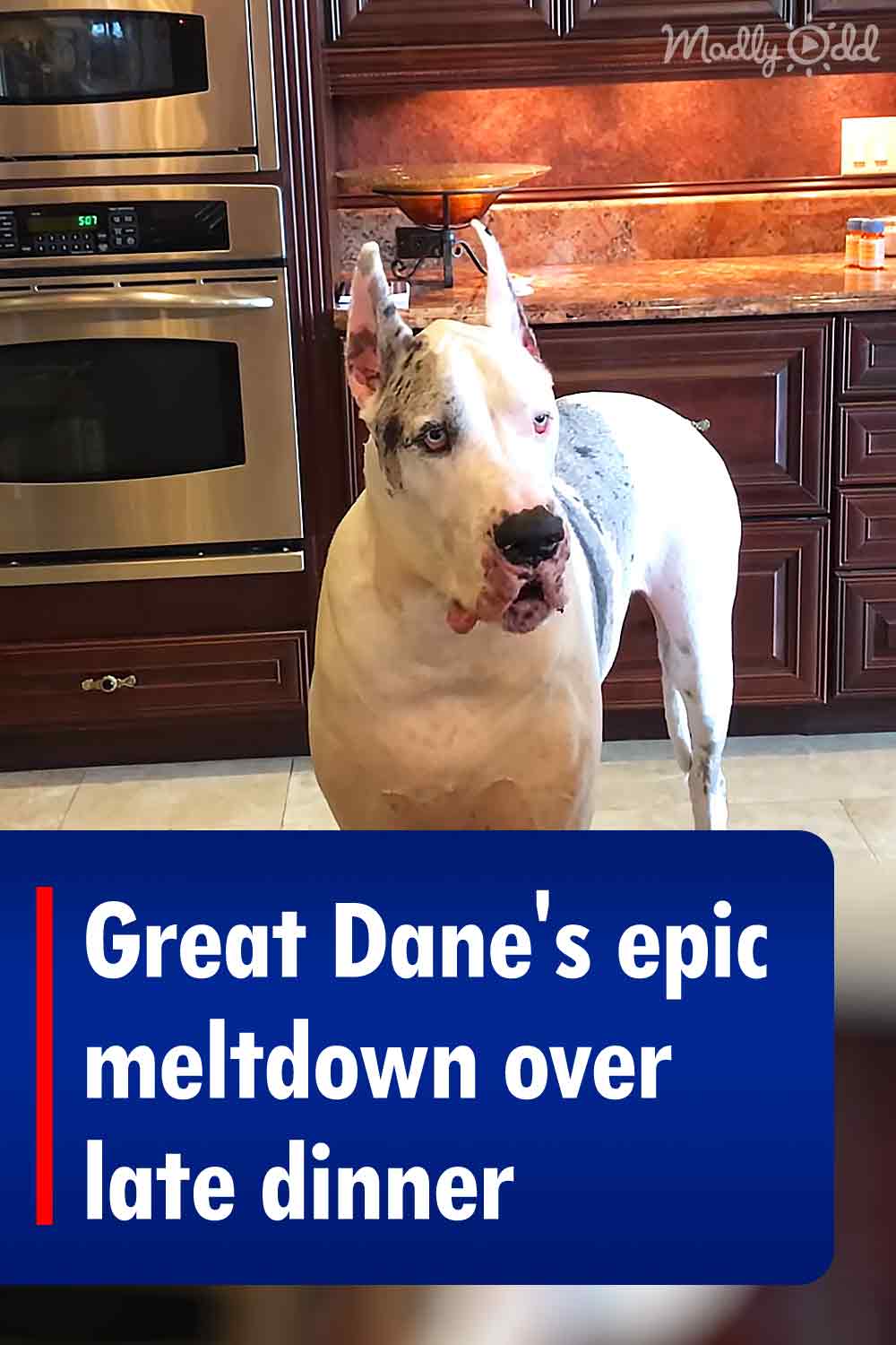 Great Dane\'s epic meltdown over late dinner
