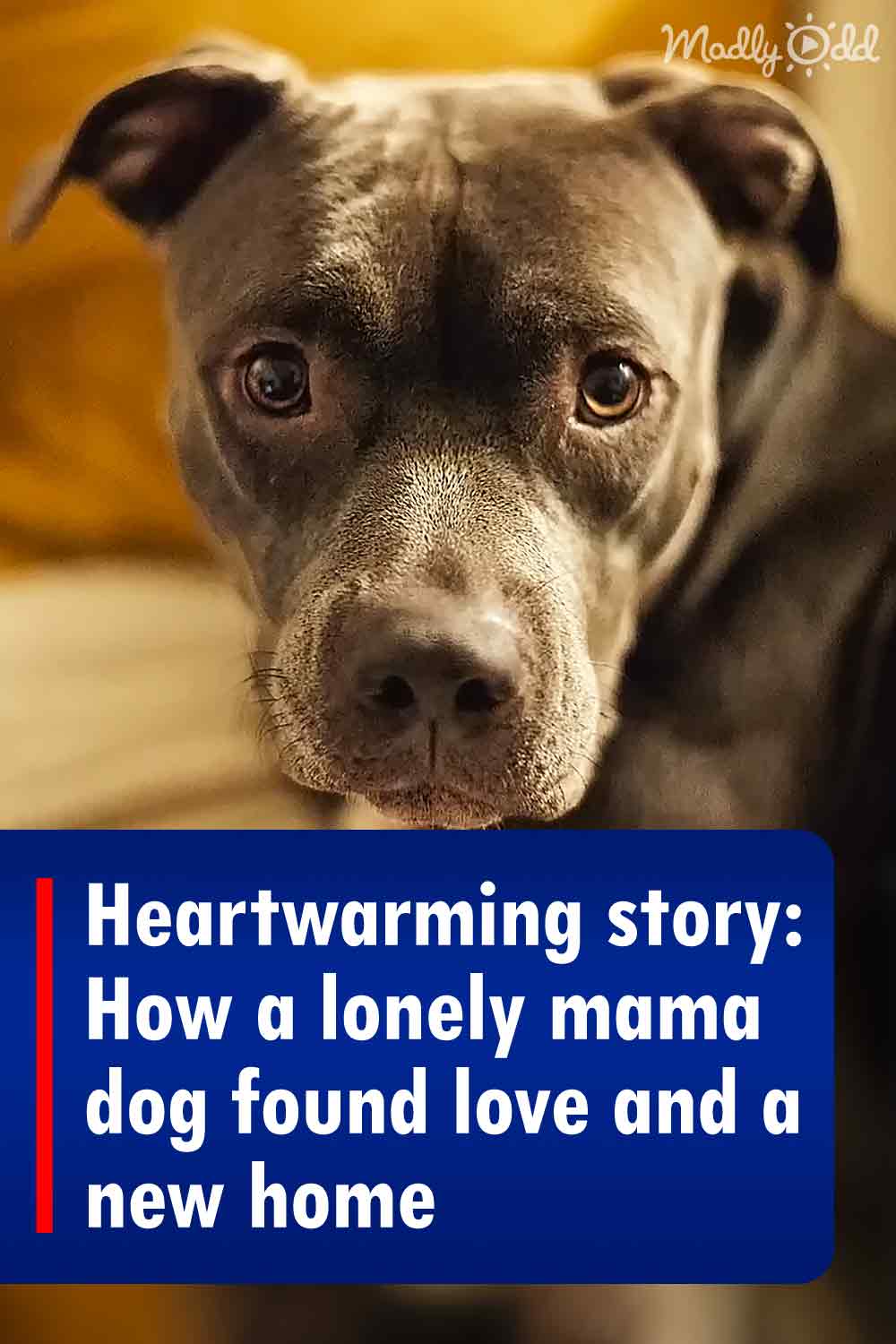 Heartwarming story: How a lonely mama dog found love and a new home