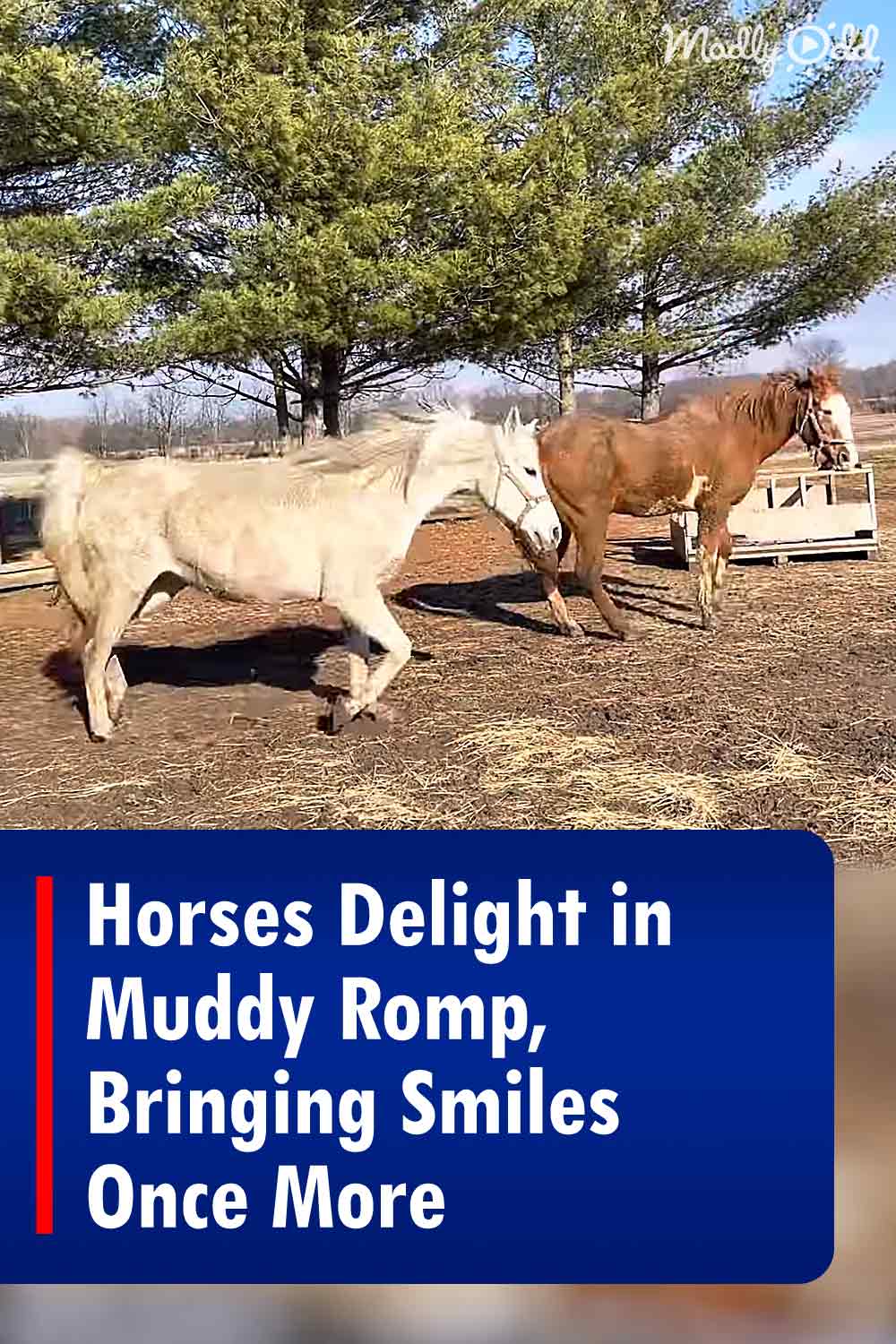 Horses Delight in Muddy Romp, Bringing Smiles Once More