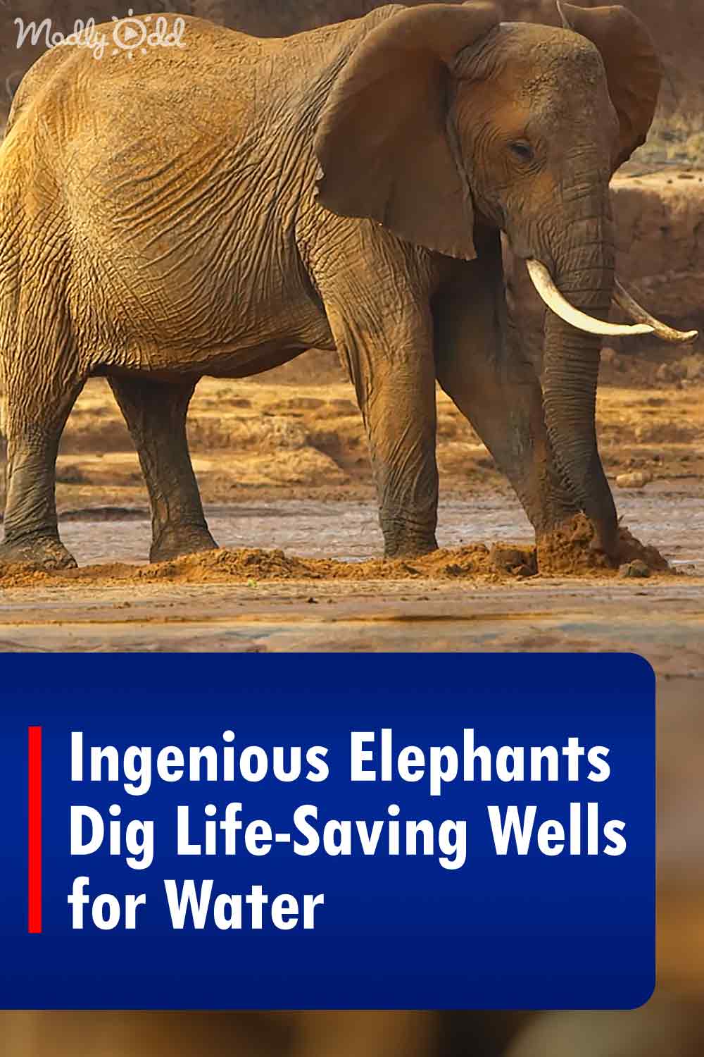 Ingenious Elephants Dig Life-Saving Wells for Water